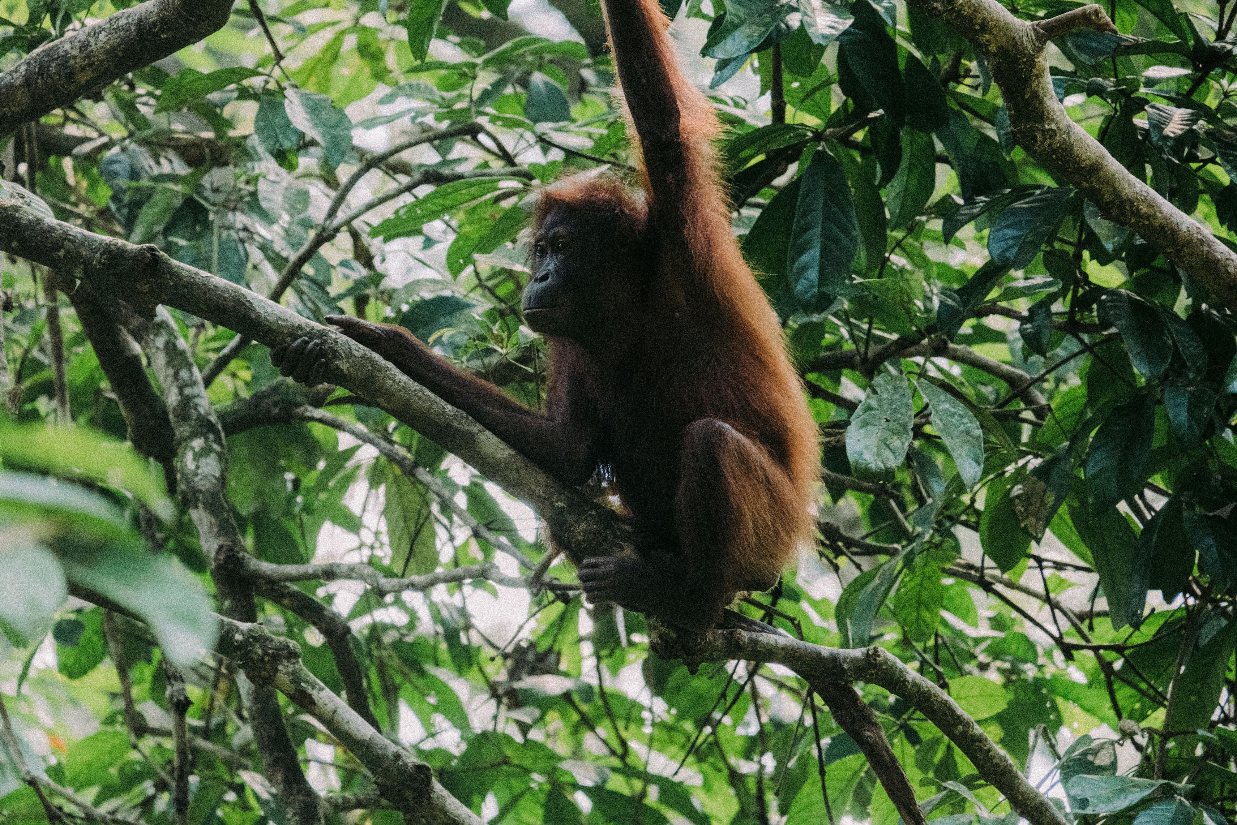 4D3N Borneo Nature Lodge